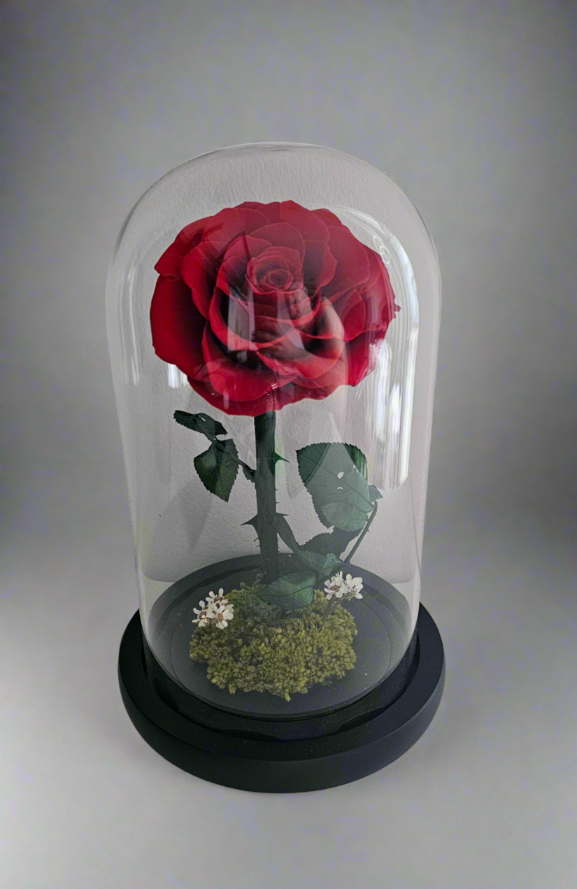 Rose In Dome Red Preserved Rose